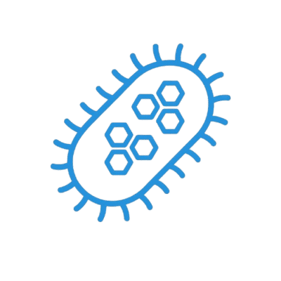 Bacterias nitrificantes